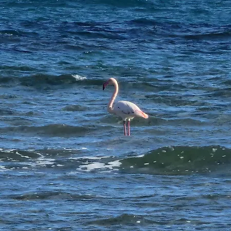 Island Boutique 3* לרנקה