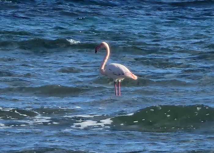 Island Boutique 3* Ларнака